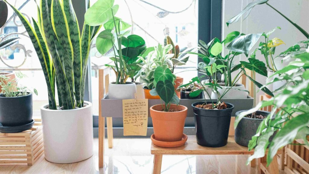 Best Lights for Indoor Plants: A Complete Guide for Homeowners