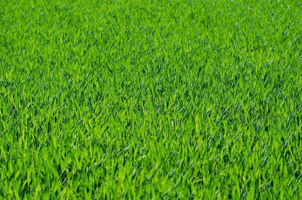 How to Install Artificial Grass on Soil: The Right Way in Dubai