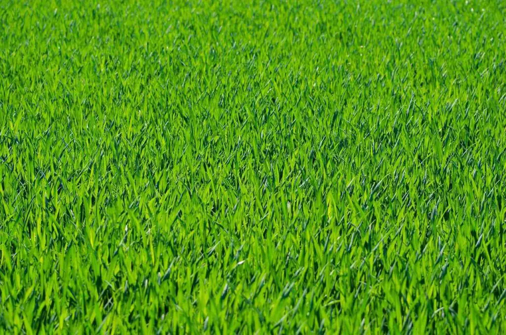 How to Install Artificial Grass on Soil: The Right Way in Dubai